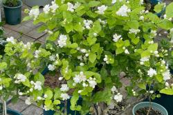 茉莉花什么季節(jié)開放